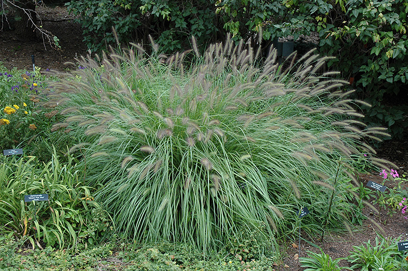 Fountain Grass (Pennisetum alopecuroides) at Weston Nurseries