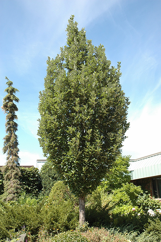 Crimson Spire Oak (Quercus 'Crimson Spire') at Weston Nurseries