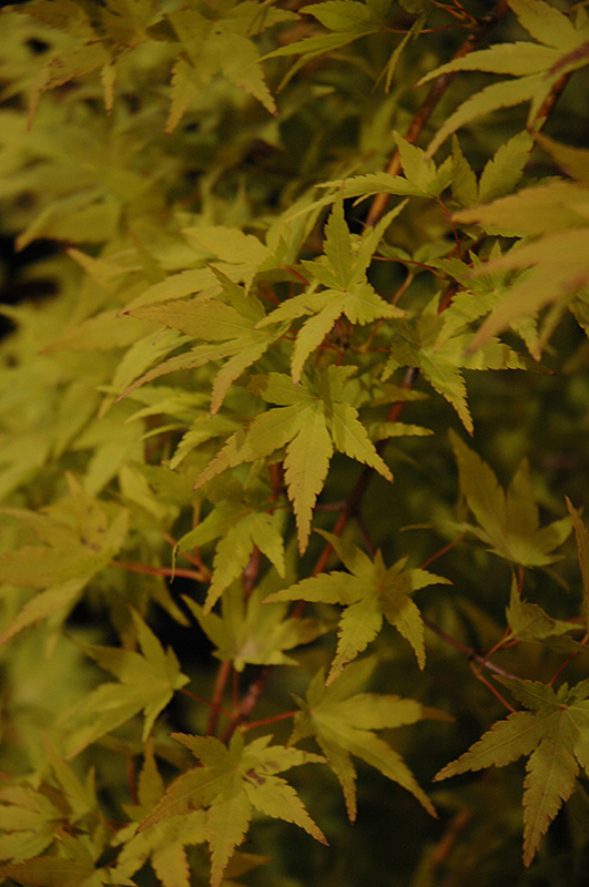 Ryusen Japanese Maple (Acer palmatum 'Ryusen') at Weston Nurseries