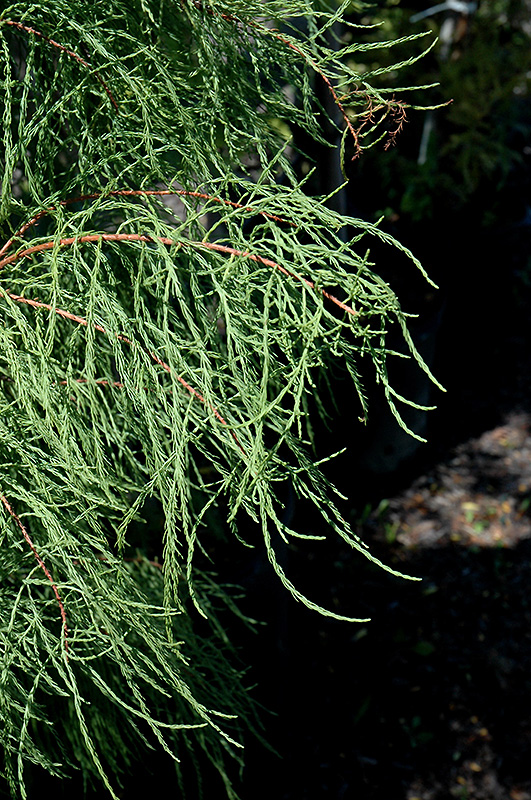 Debonair Baldcypress (Taxodium distichum 'Morris') at Weston Nurseries