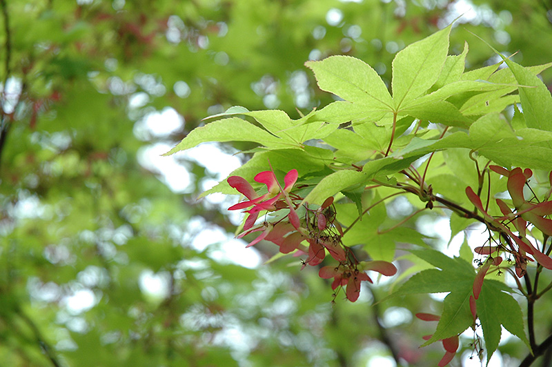 Okushimo Japanese Maple (Acer palmatum 'Okushimo') at Weston Nurseries
