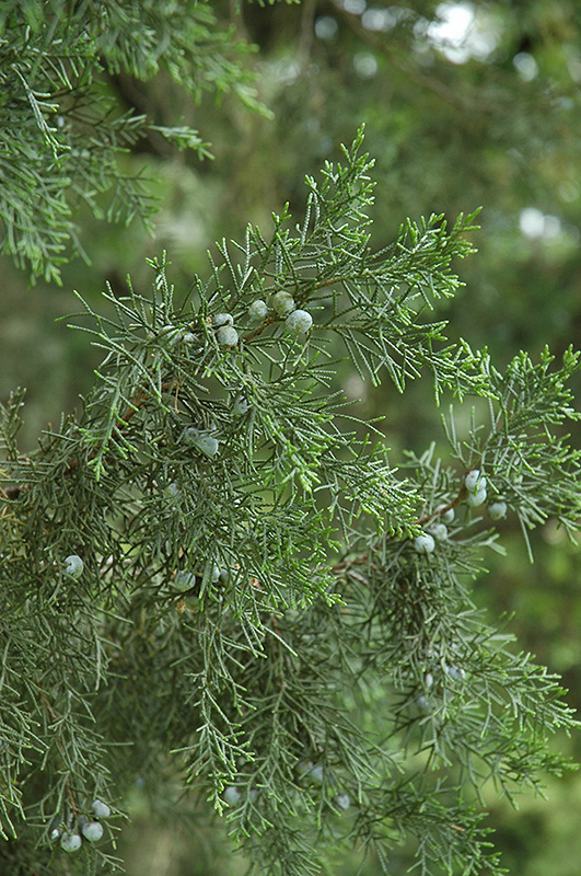 Keteleer Juniper (Juniperus chinensis 'Keteleeri') at Weston Nurseries