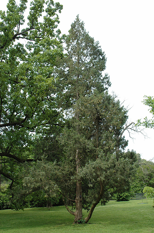 Keteleer Juniper (Juniperus chinensis 'Keteleeri') at Weston Nurseries