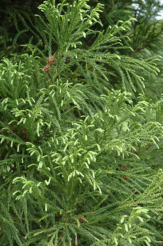 Yoshino Japanese Cedar (Cryptomeria japonica 'Yoshino') at Weston Nurseries