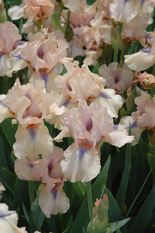 Concertina Iris (Iris 'Concertina') at Weston Nurseries