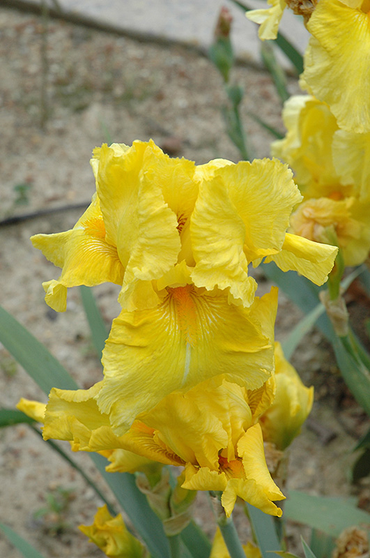 Pleasant Peasant Iris (Iris 'Pleasant Peasant') at Weston Nurseries
