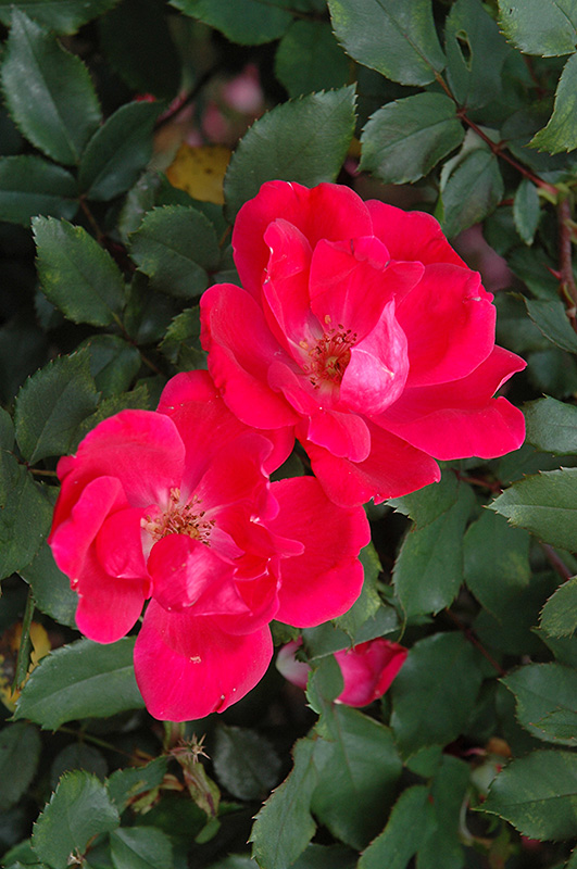 Red Knock Out Rose (Rosa 'Red Knock Out') at Weston Nurseries