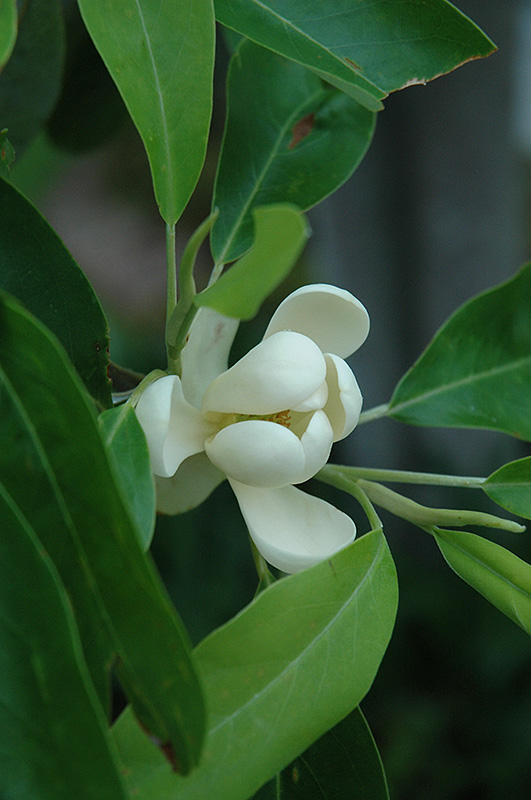 Sweetbay Magnolia (Magnolia virginiana) at Weston Nurseries