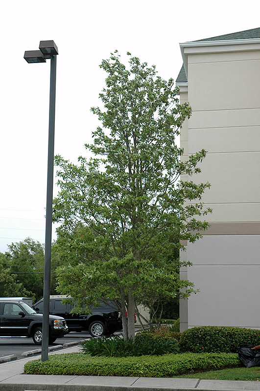 Sweetbay Magnolia (Magnolia virginiana) at Weston Nurseries