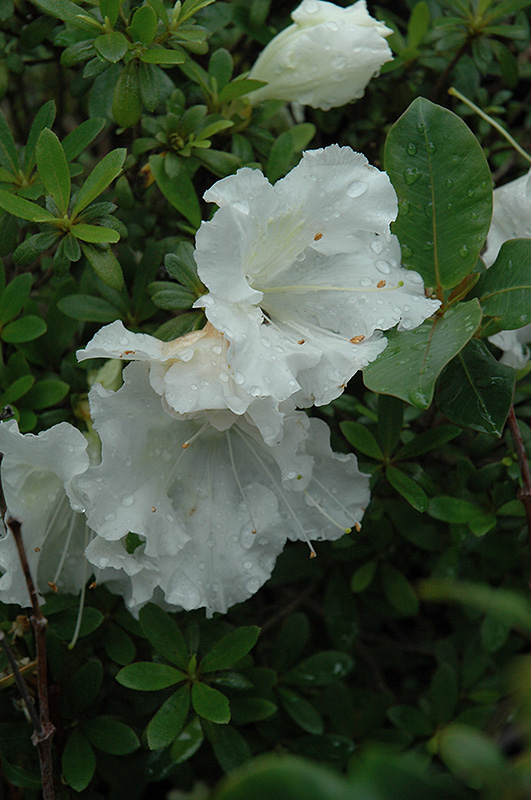 Gumpo White Azalea (Rhododendron 'Gumpo White') at Weston Nurseries