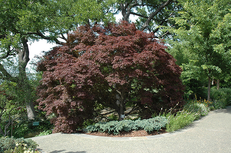 Burgundy Lace Japanese Maple (Acer palmatum 'Burgundy Lace') at Weston Nurseries