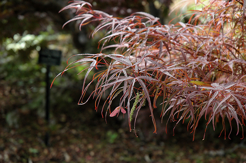 Hubb's Red Willow Japanese Maple (Acer palmatum 'Hubb's Red Willow') at Weston Nurseries
