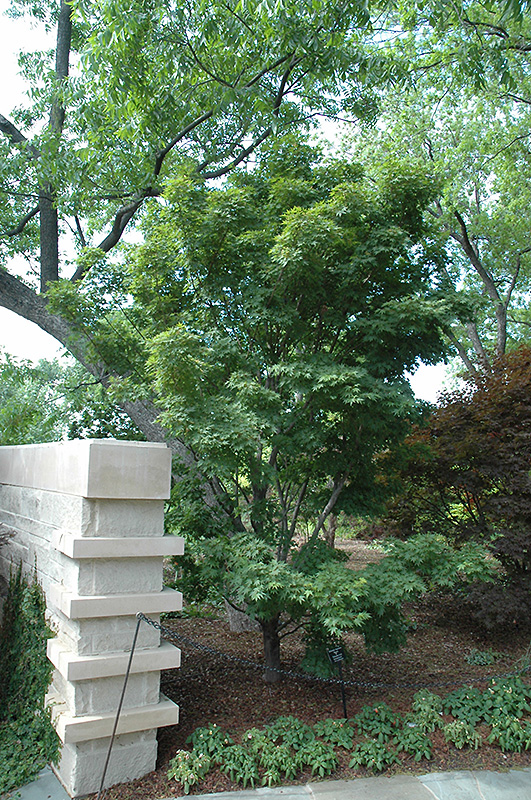 Tobiosho Japanese Maple (Acer palmatum 'Tobiosho') at Weston Nurseries