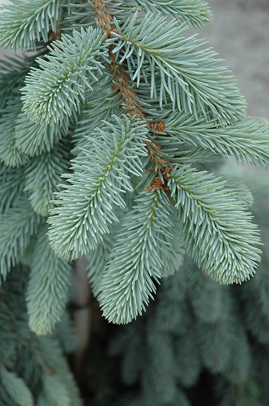 The Blues Colorado Blue Spruce (Picea pungens 'The Blues') at Weston Nurseries