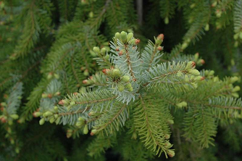 Gotelli Weeping Serbian Spruce (Picea omorika 'Gotelli Weeping') at Weston Nurseries