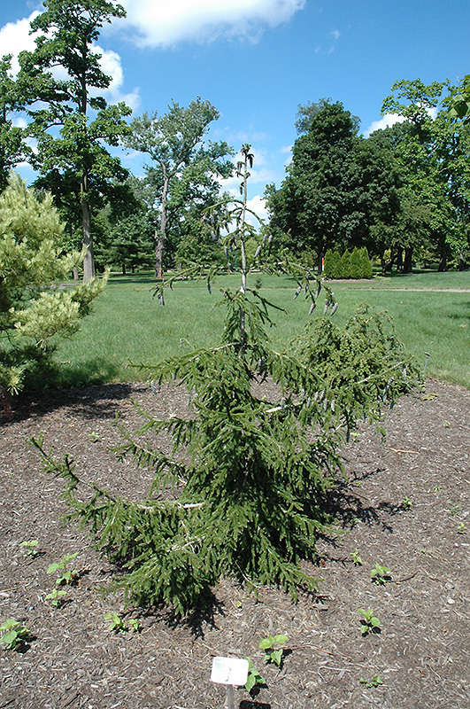 Gowdy Oriental Spruce (Picea orientalis 'Gowdy') at Weston Nurseries