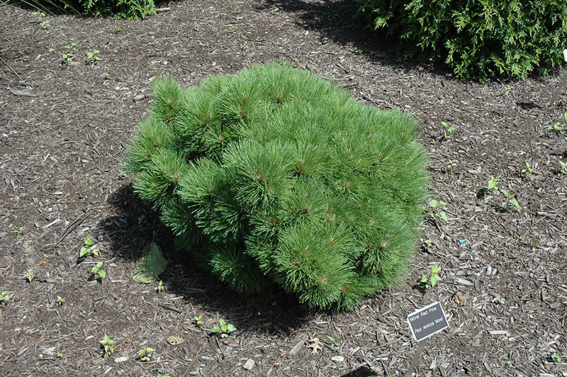 Morel Red Pine (Pinus resinosa 'Morel') at Weston Nurseries