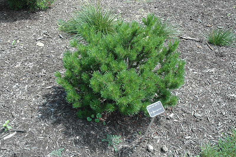 Spaan's Dwarf Shore Pine (Pinus contorta 'Spaan's Dwarf') at Weston Nurseries