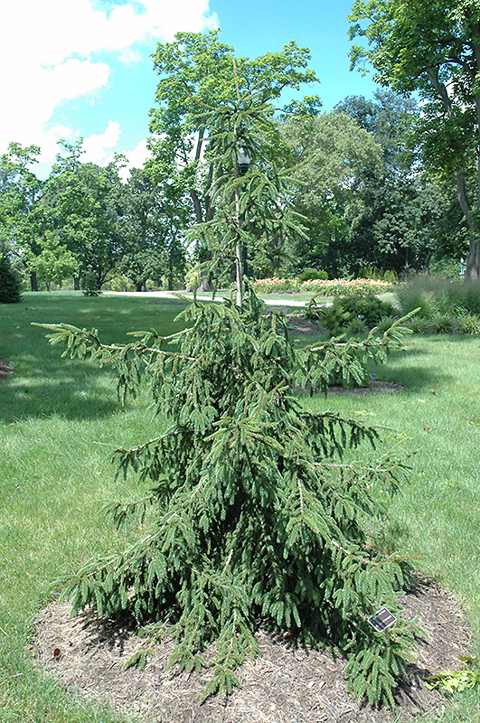 Gold Tipped Oriental Spruce (Picea orientalis 'Aureospicata') at Weston Nurseries