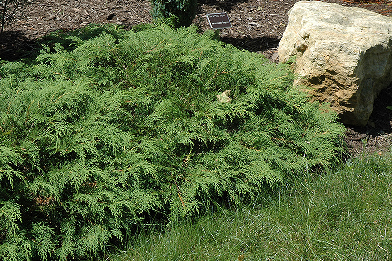 Russian Cypress (Microbiota decussata) at Weston Nurseries