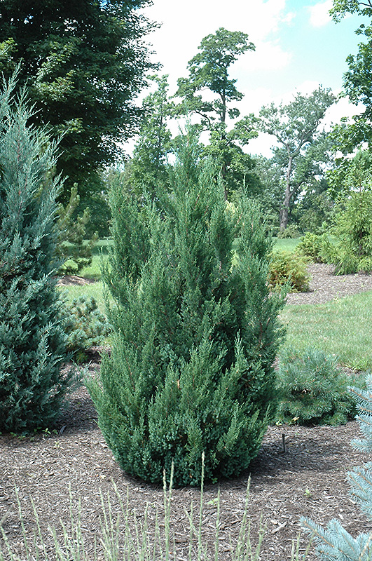 Blue Point Juniper (Juniperus chinensis 'Blue Point') at Weston Nurseries