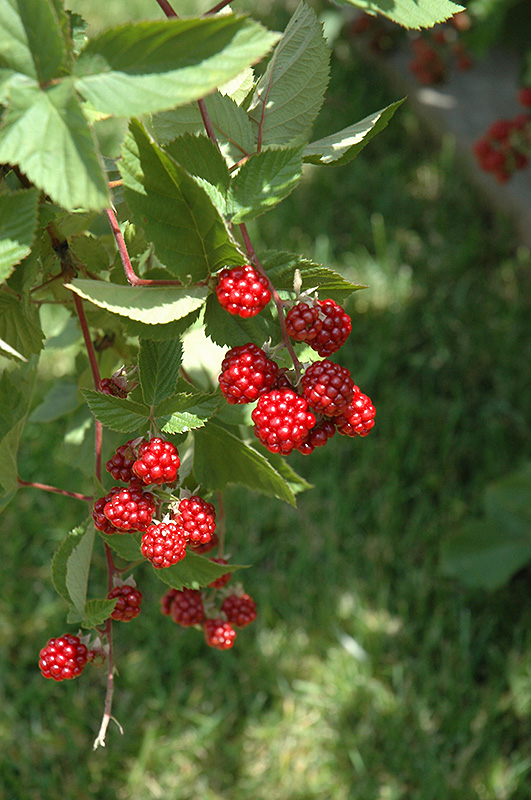 Heritage Raspberry (Rubus 'Heritage') at Weston Nurseries