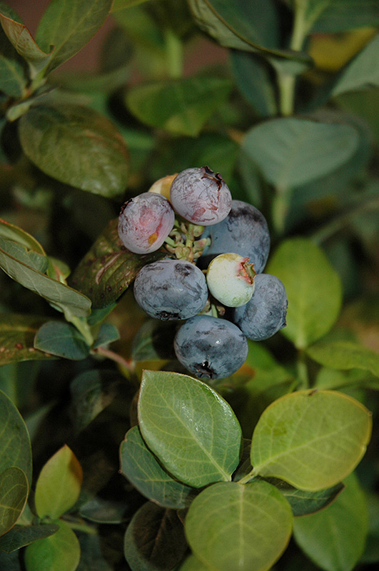Peach Sorbet Blueberry (Vaccinium 'ZF06-043') at Weston Nurseries