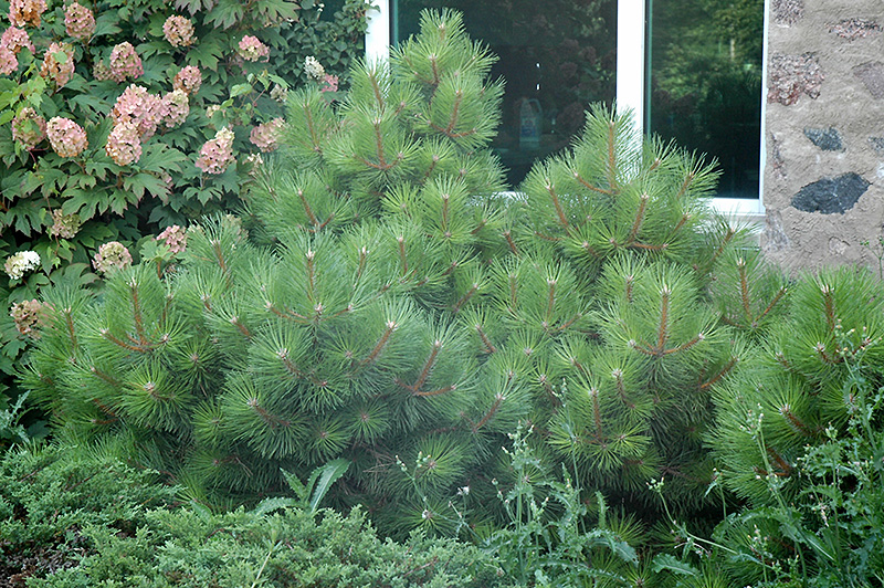Hornbrookiana Dwarf Austrian Pine (Pinus nigra 'Hornbrookiana') at Weston Nurseries