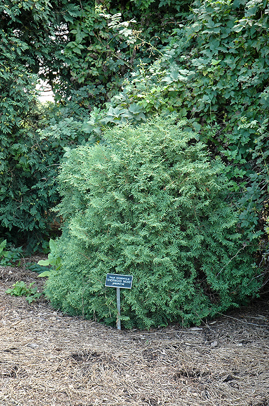 Sherwood Moss Arborvitae (Thuja occidentalis 'Sherwood Moss') at Weston Nurseries