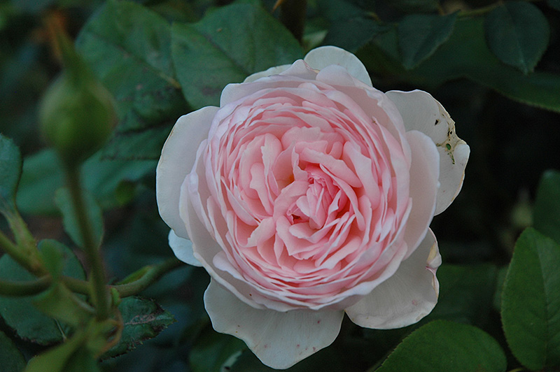 Heritage Rose (Rosa 'Heritage') at Weston Nurseries