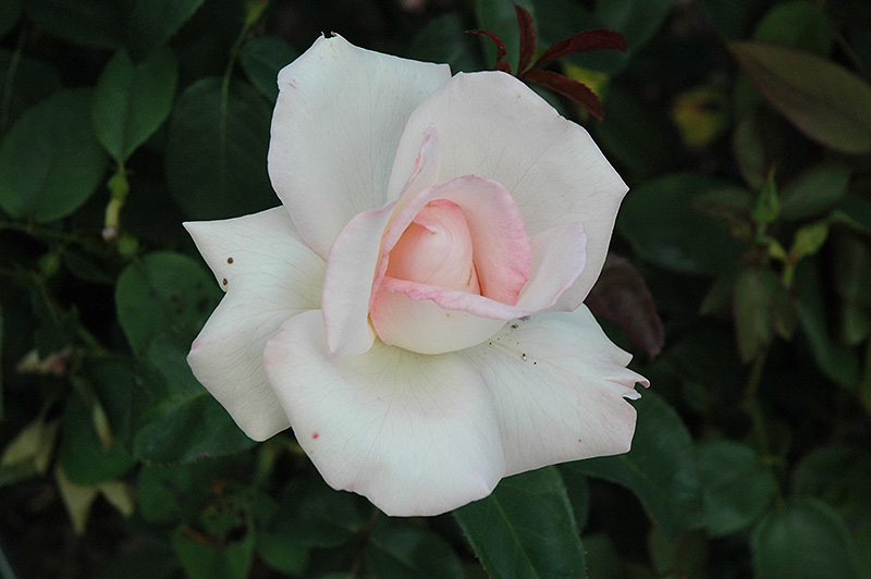 Pink Promise Rose (Rosa 'Pink Promise') at Weston Nurseries