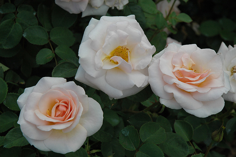 Pretty Lady Rose (Rosa 'SCRivo') at Weston Nurseries