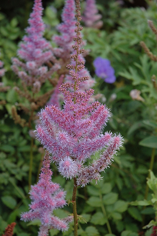Purple Candles Astilbe (Astilbe chinensis 'Purple Candles') at Weston Nurseries
