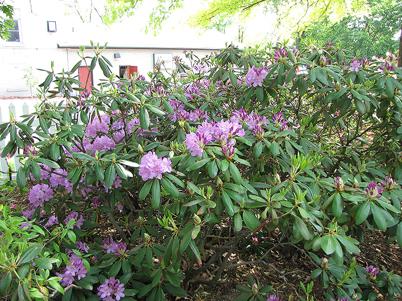 Maxecat Rhododendron (Rhododendron 'Maxecat') at Weston Nurseries