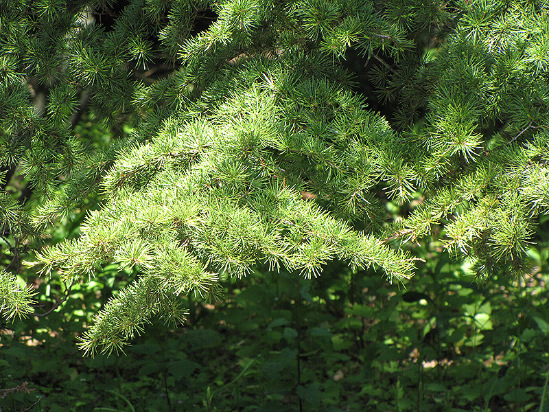 Cedar of Lebanon (Cedrus libani) at Weston Nurseries