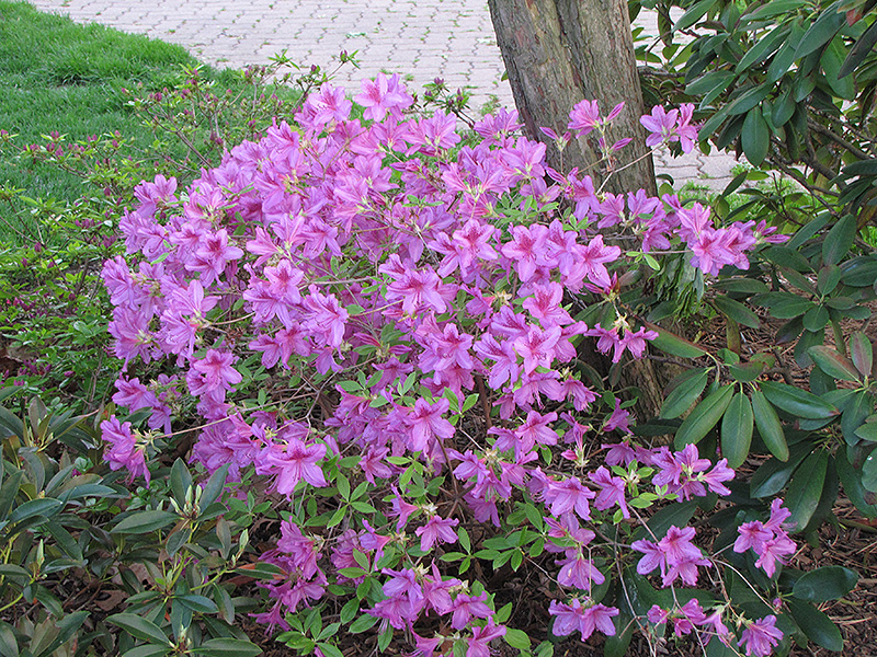 Girard's Karen Azalea (Rhododendron 'Girard's Karen') at Weston Nurseries