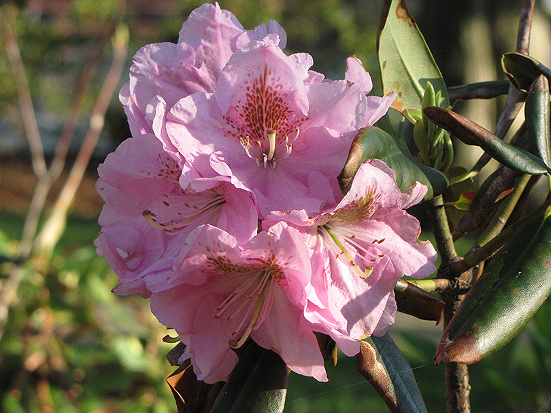 Janet Blair Rhododendron (Rhododendron 'Janet Blair') at Weston Nurseries