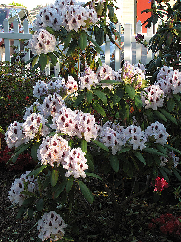 Calsap Rhododendron (Rhododendron 'Calsap') at Weston Nurseries