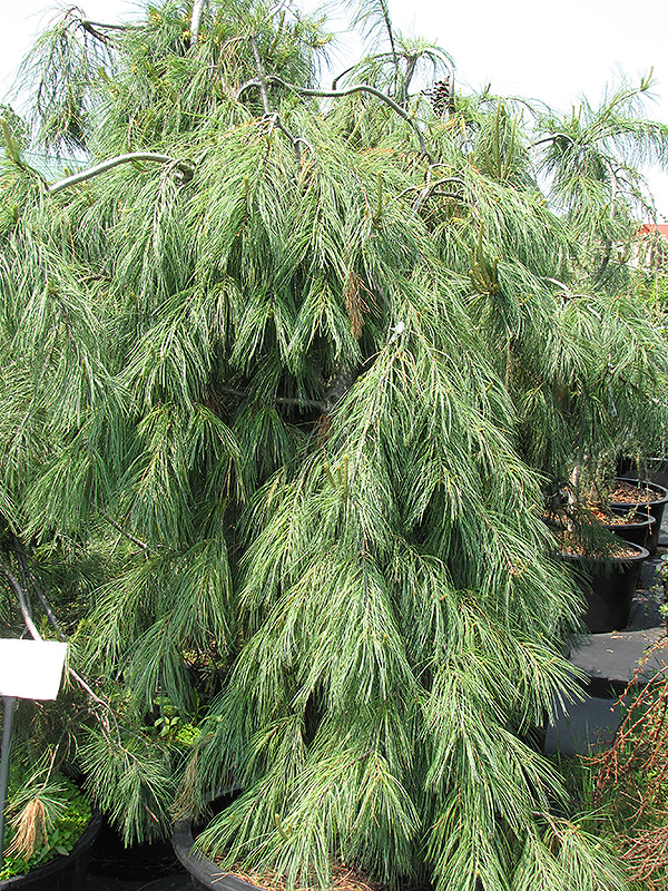 Weeping White Pine (Pinus strobus 'Pendula') at Weston Nurseries