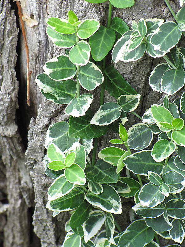 Emerald Gaiety Wintercreeper (Euonymus fortunei 'Emerald Gaiety') at Weston Nurseries