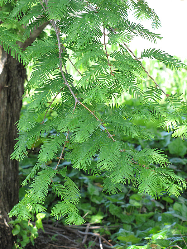 Dawn Redwood (Metasequoia glyptostroboides) at Weston Nurseries