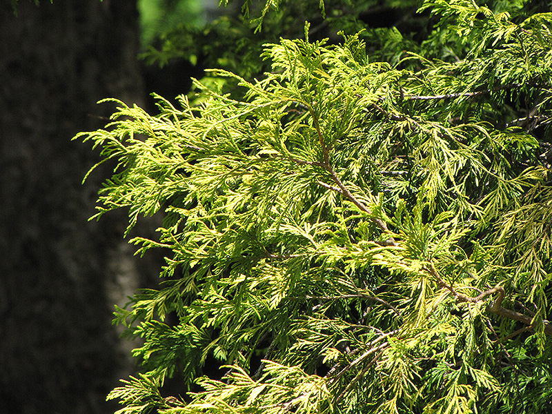 Golden Threadleaf Falsecypress (Chamaecyparis pisifera 'Filifera Aurea') at Weston Nurseries