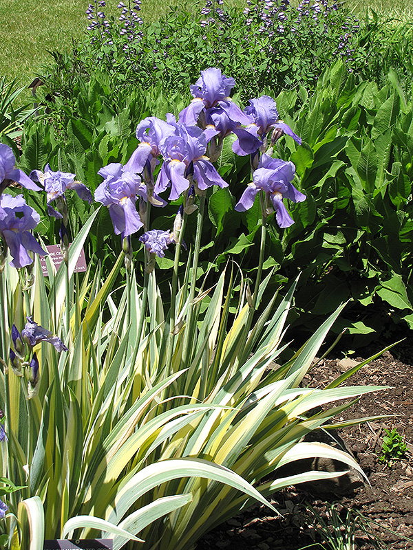 Golden Variegated Sweet Iris (Iris pallida 'Aureovariegata') at Weston Nurseries