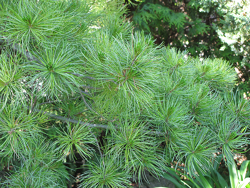 Japanese White Pine (Pinus parviflora) at Weston Nurseries