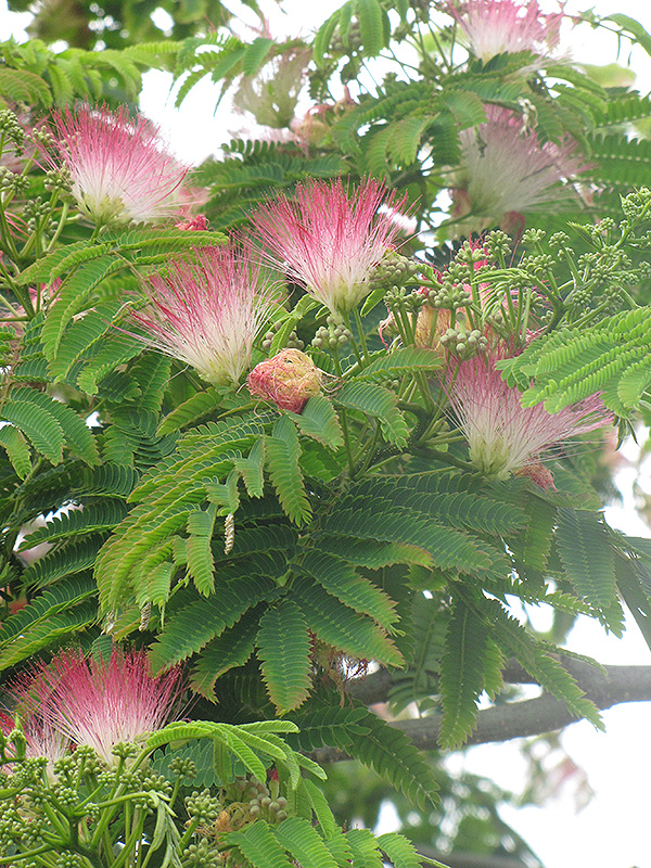 E.H. Wilson Mimosa (Albizia julibrissin 'E.H. Wilson') at Weston Nurseries