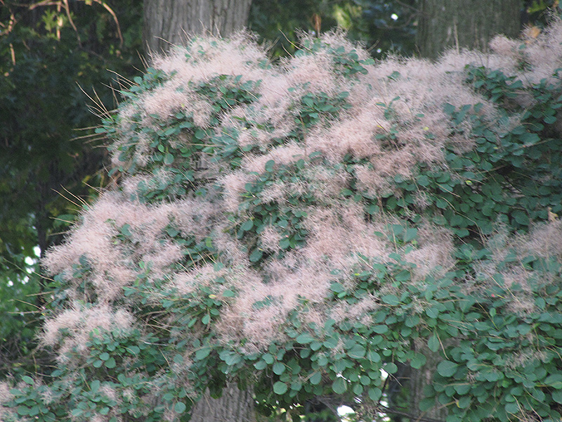 American Smoketree (Cotinus obovatus) at Weston Nurseries