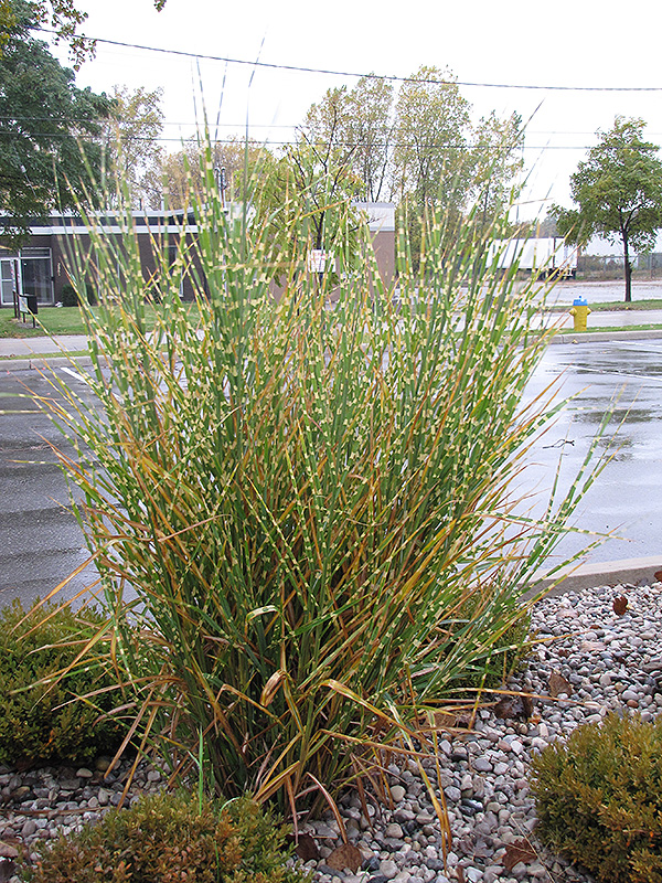 Porcupine Grass (Miscanthus sinensis 'Strictus') at Weston Nurseries