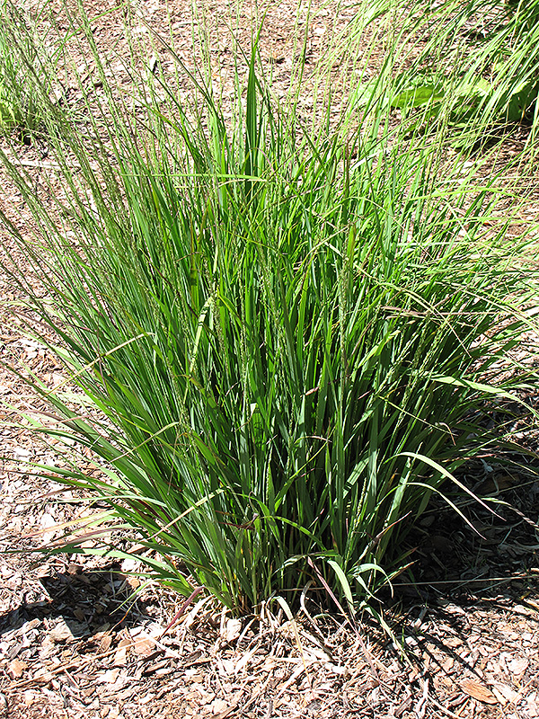 Moorhexe Purple Moor Grass (Molinia caerulea 'Moorhexe') at Weston Nurseries