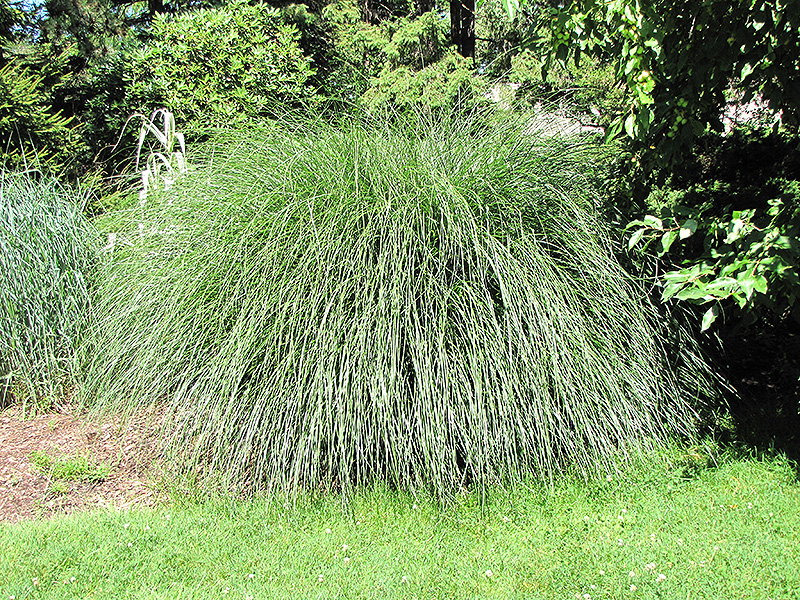 Yaku Jima Dwarf Maiden Grass (Miscanthus sinensis 'Yaku Jima') at Weston Nurseries