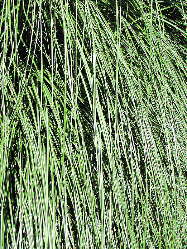 Yaku Jima Dwarf Maiden Grass (Miscanthus sinensis 'Yaku Jima') at Weston Nurseries